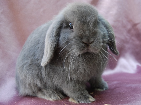 Camelot Mini Lop Rabbit Stud Ballarat - Our Does.