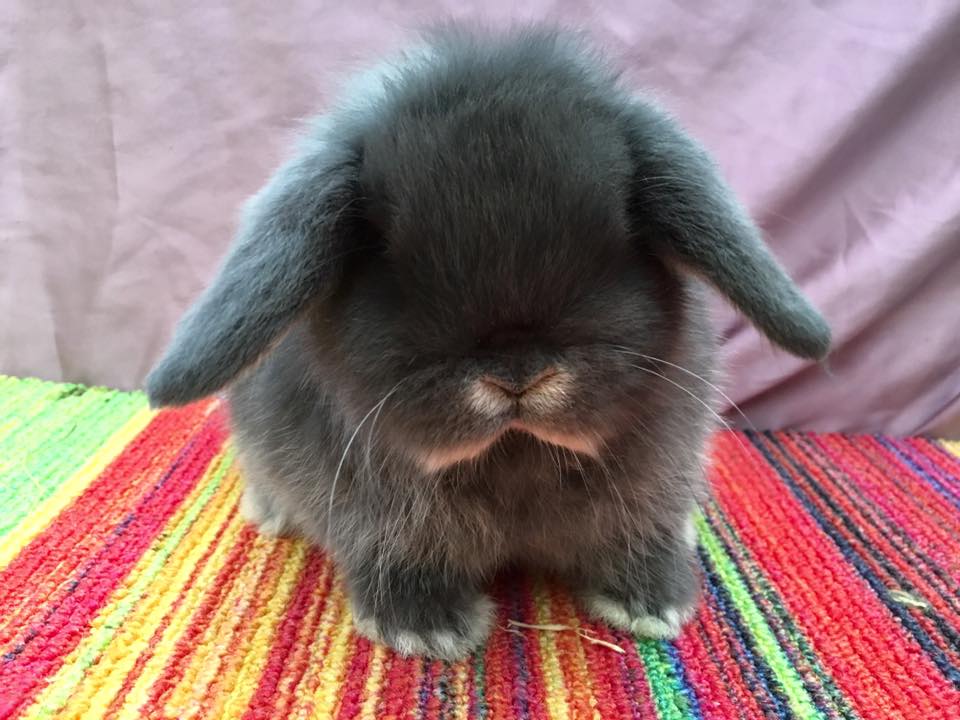 Camelot Mini Lop Rabbit Stud Ballarat, Our Bucks.