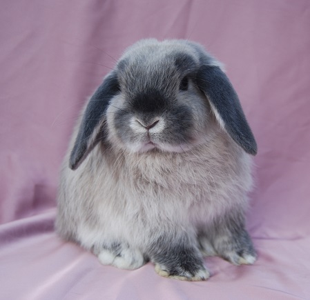 Camelot mini lop rabbit stud Ballarat, our bucks.