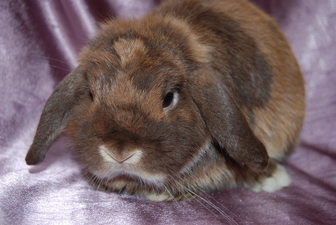 Camelot mini lop rabbit stud Ballarat, our bucks.