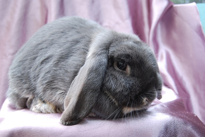 Camelot mini lop rabbit stud Ballarat - Our does.