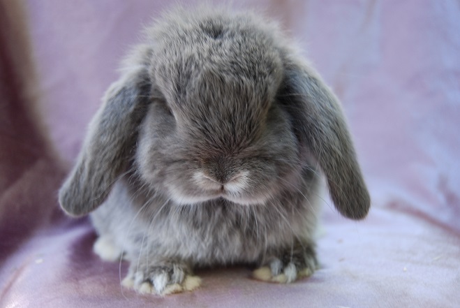 Camelot mini lop rabbit stud Ballarat - Our does.