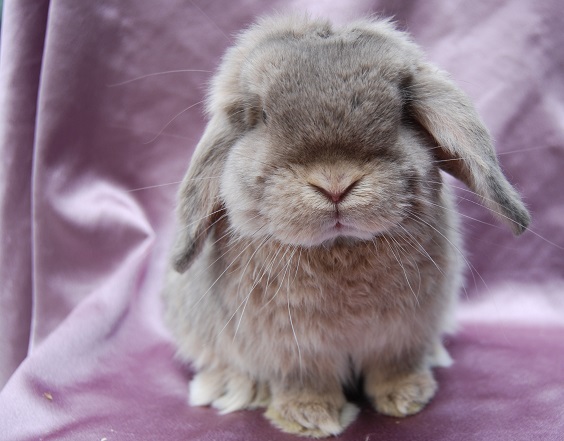 Camelot mini lop rabbit stud Ballarat, our bucks.